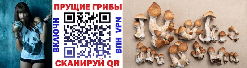 KRAKEN ТОР купить наркотик Великий Новгород Галлюциногенные грибы MAGIC MUSHROOMS